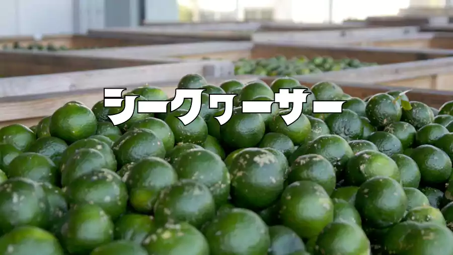 さあ始めよう!青切りシークヮーサー