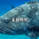 未利用魚