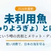 2026年最新、未利用魚の定義とメリット・デメリットを解説したアイキャッチ画像。まずいという噂の真相についても調査結果を記載。